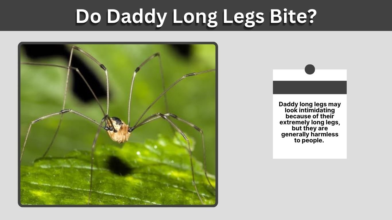 Do Daddy Long Legs Bite? Facts, Risks, and Common Myths