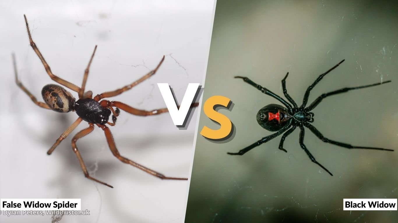 False Widow Spider vs Black Widow: Key Differences