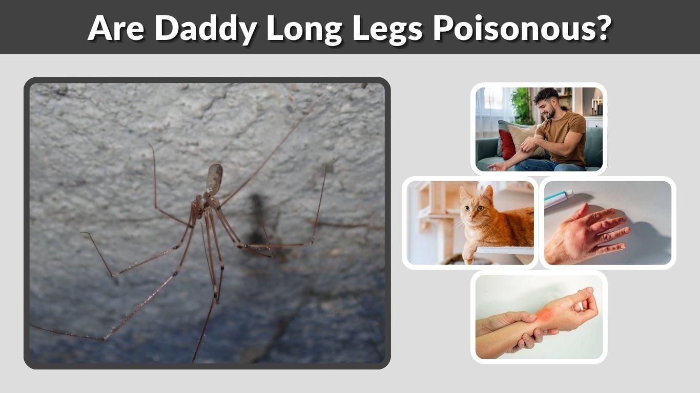 Are Daddy Long Legs Poisonous? Myth, Bites & Safety
