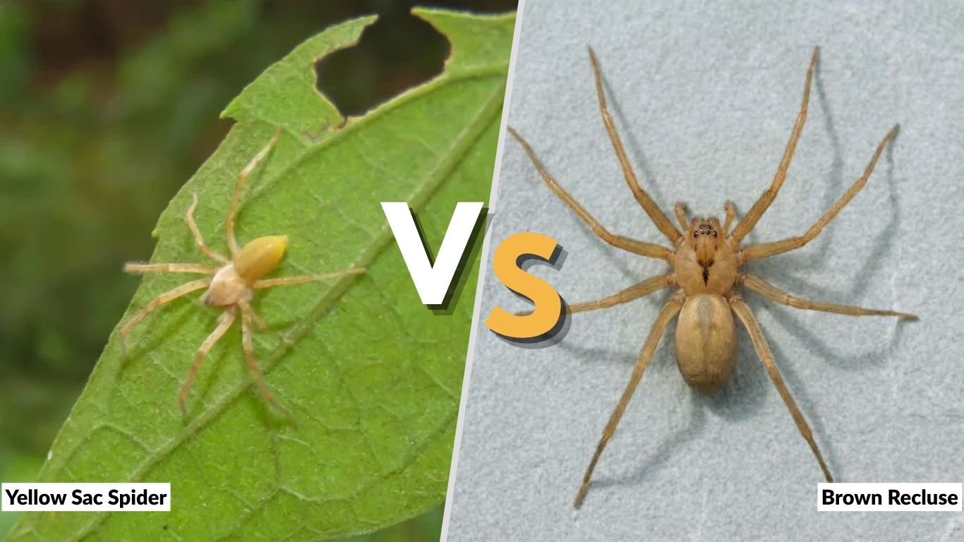 Yellow Sac Spider vs Brown Recluse: Identification, Bite & Differences
