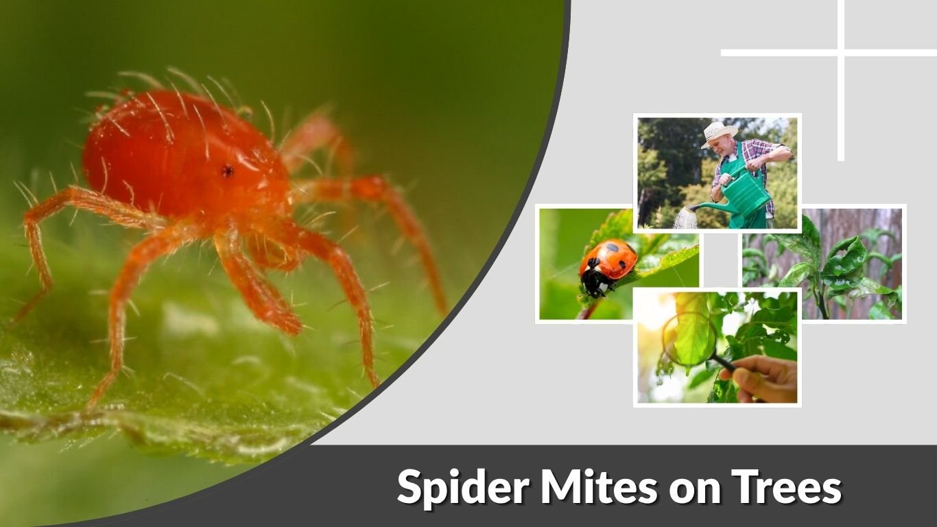 Spider Mites on Trees: Signs, Treatment & Prevention