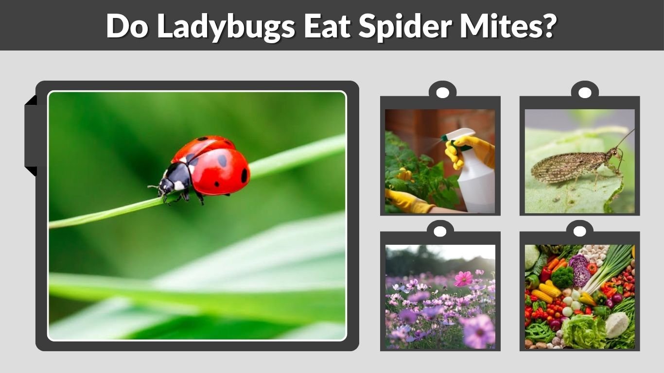 Do Ladybugs Eat Spider Mites? Predators & Control Guide
