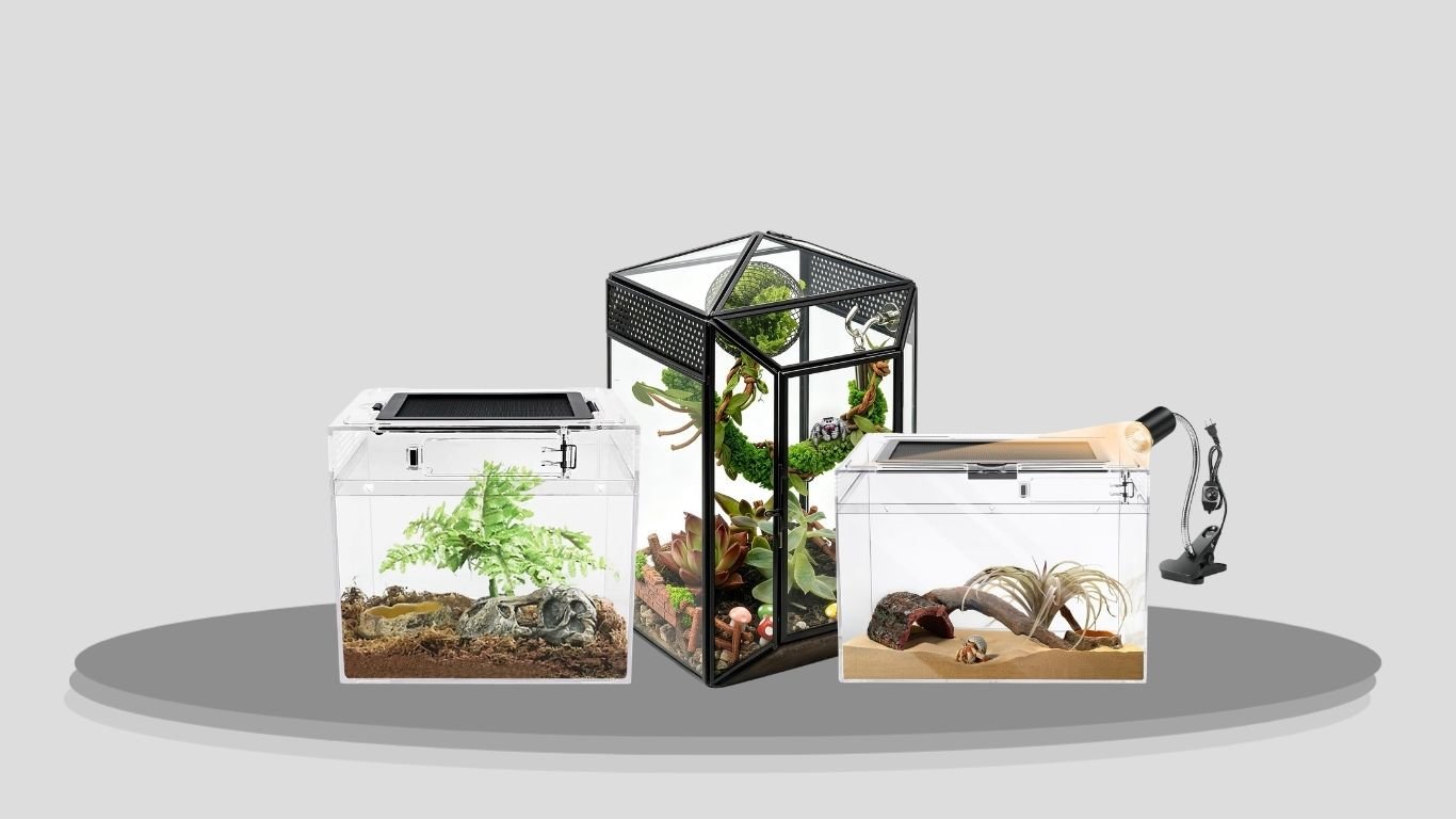 9 Best Tarantula Starter Kits for a Safe and Easy Setup