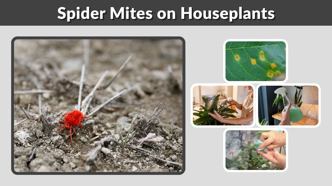 Spider Mites on Houseplants: Signs, Treatment & Prevention