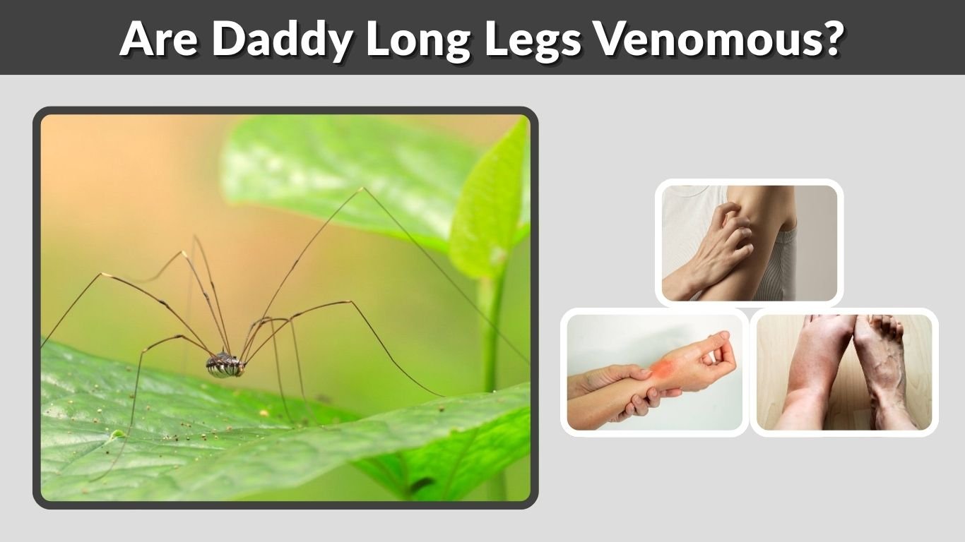Are Daddy Long Legs Venomous? Facts, Myths & Safety