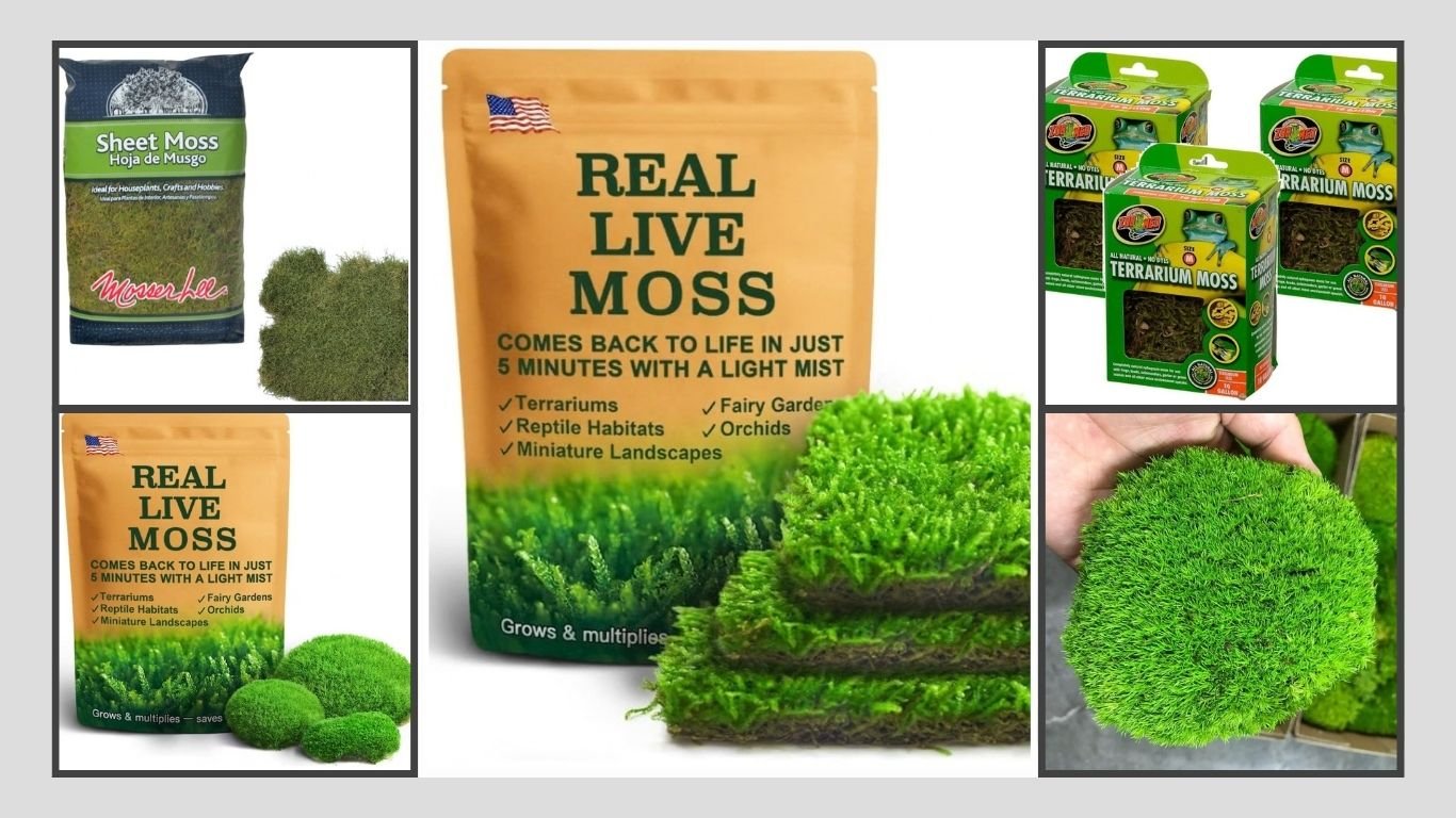 9 Best Terrarium Moss for Natural and Lush Enclosures