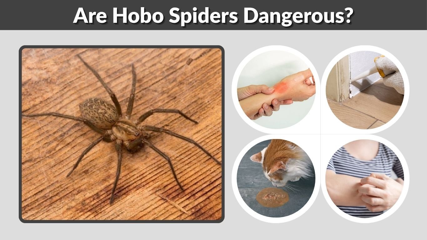 Are Hobo Spiders Dangerous? Bite Risks and Safety Facts