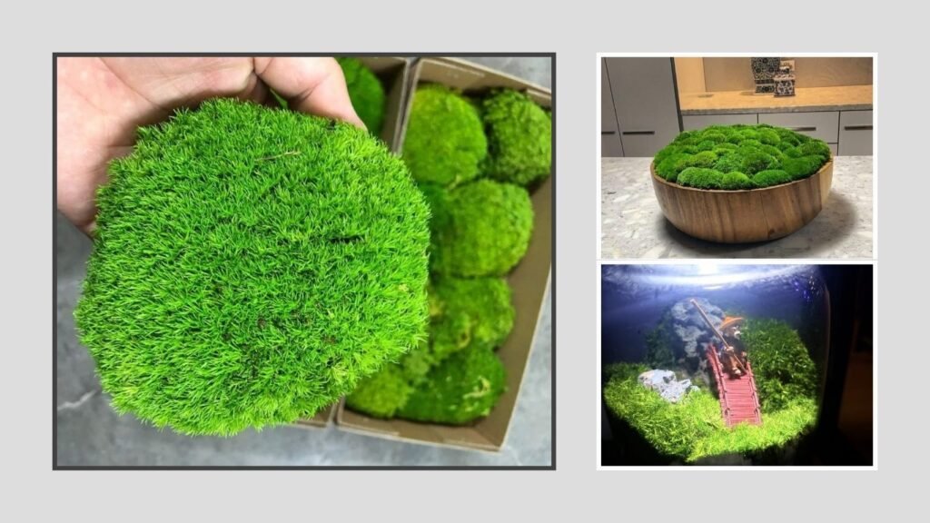 Preserved Cushion Moss Natural Decorative Green