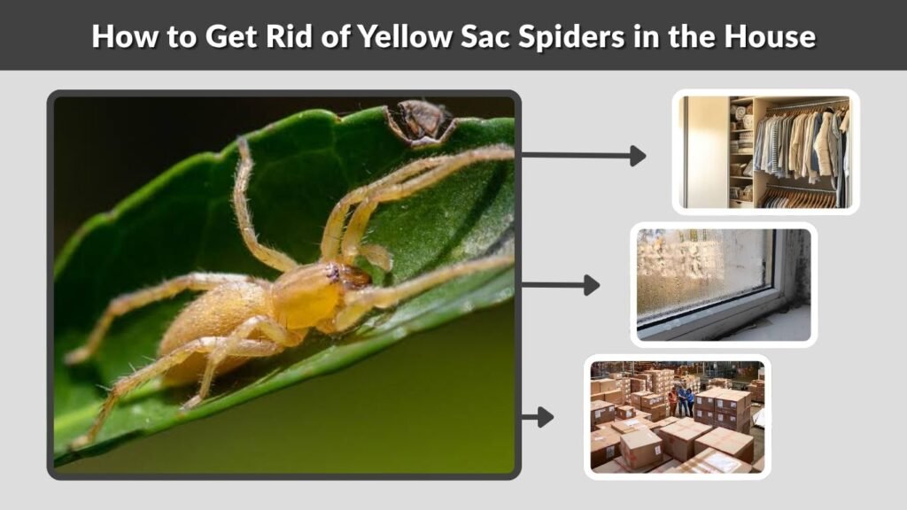 How to Get Rid of Yellow Sac Spiders in the House