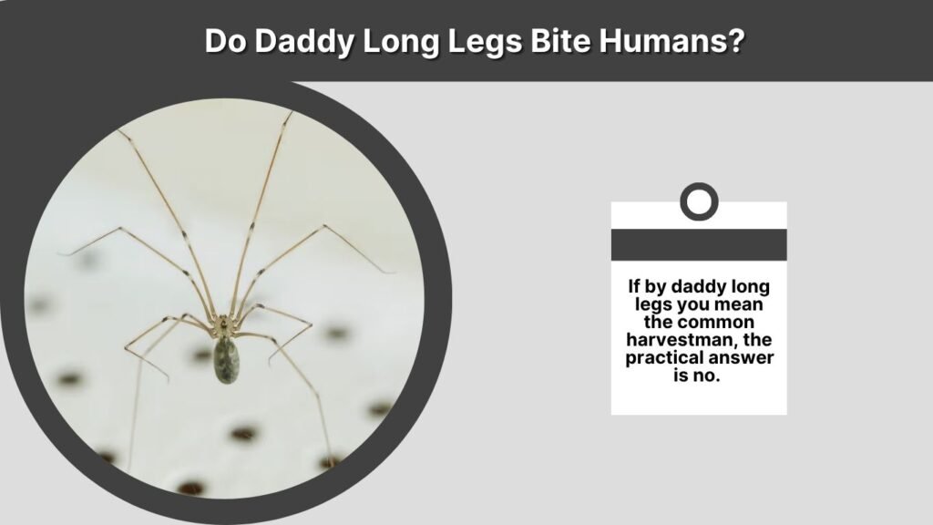 Do Daddy Long Legs Bite Humans?