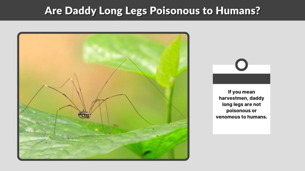 Are Daddy Long Legs Poisonous to Humans?