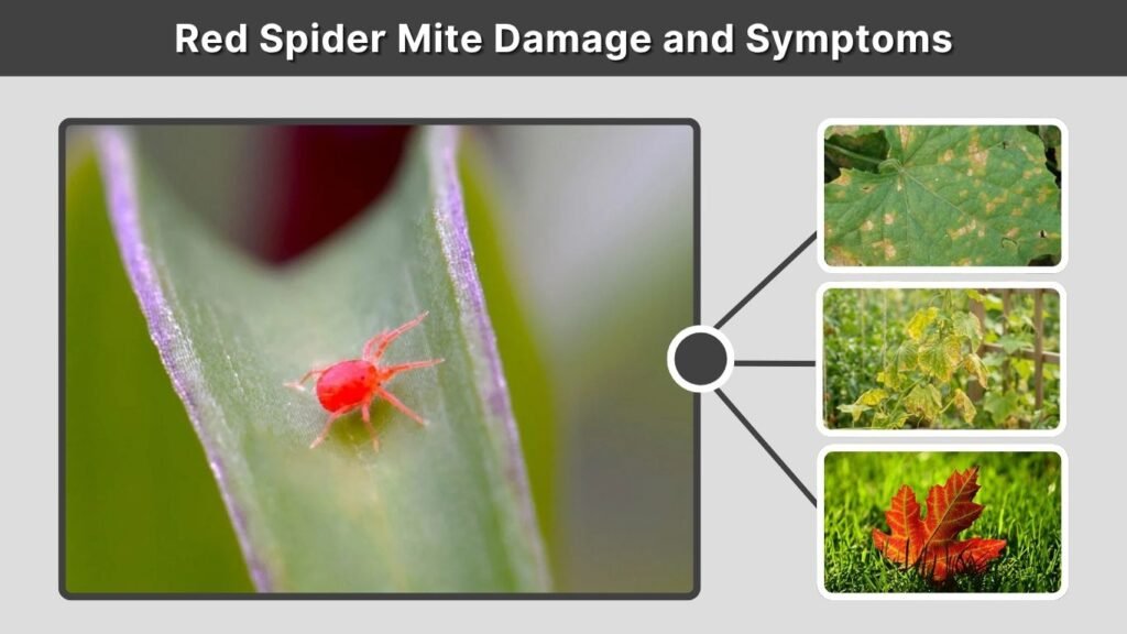 Red Spider Mite Damage and Symptoms