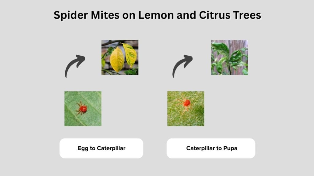 Spider Mites on Lemon and Citrus Trees