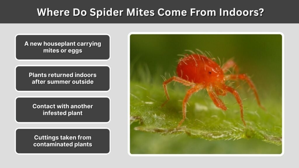 Where Do Spider Mites Come From Indoors?