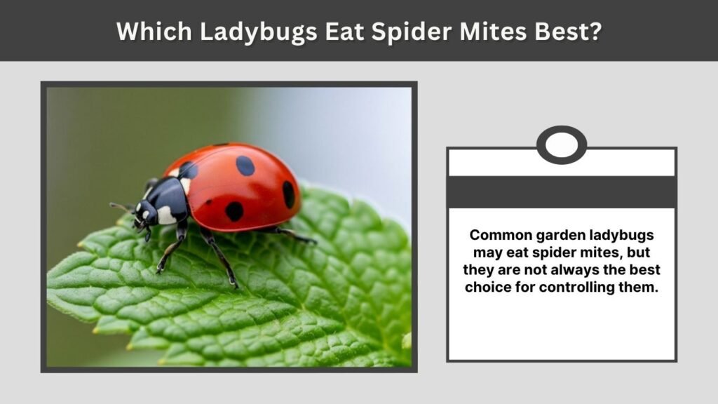 Which Ladybugs Eat Spider Mites Best?