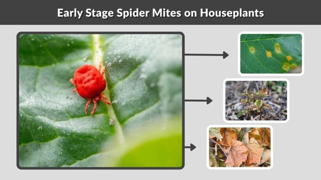 Early Stage Spider Mites on Houseplants