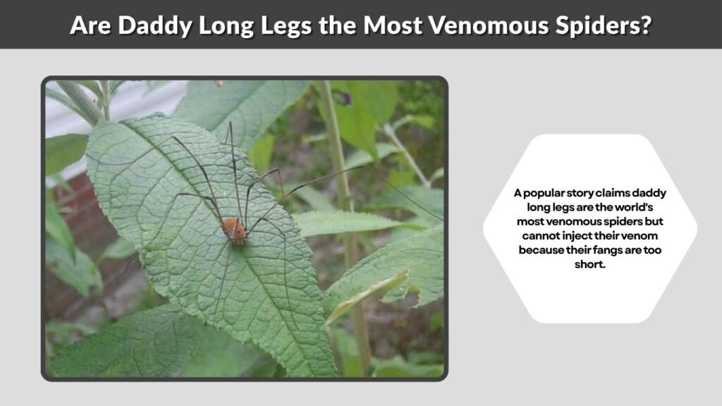 Are Daddy Long Legs the Most Venomous Spiders?