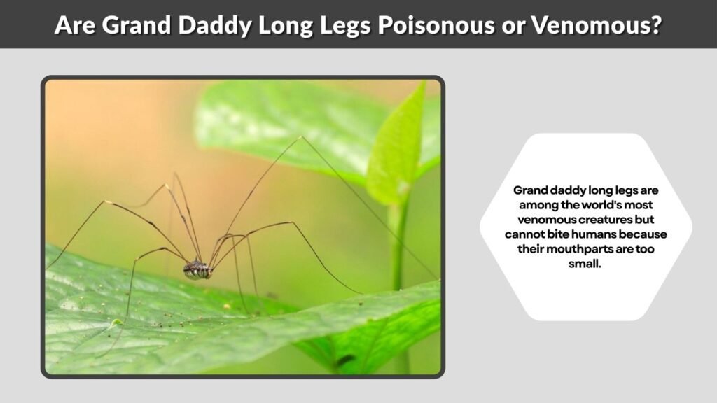 Are Grand Daddy Long Legs Poisonous or Venomous?