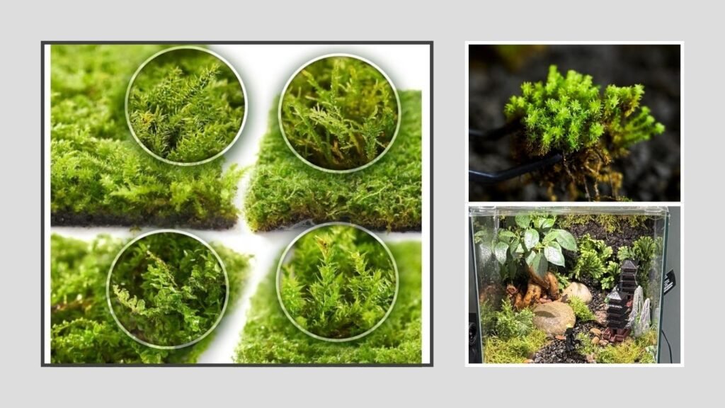LUCKYRUNES Live Moss 4-Pack