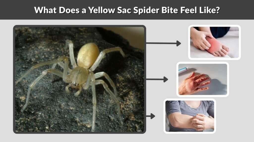 What Does a Yellow Sac Spider Bite Feel Like?