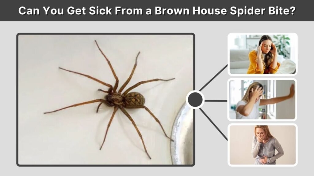 Can You Get Sick From a Brown House Spider Bite?
