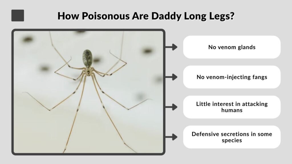 How Poisonous Are Daddy Long Legs?