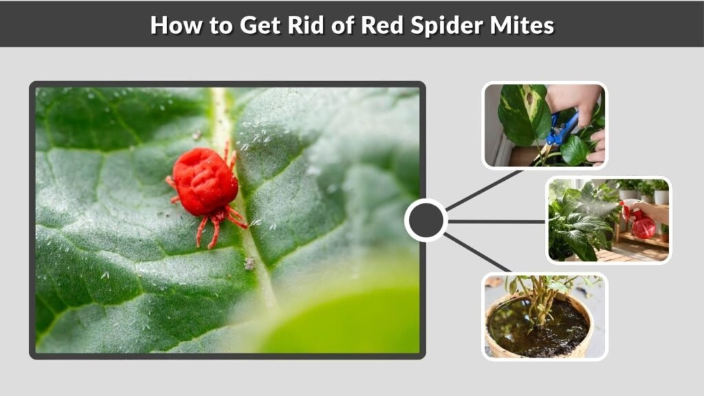 How to Get Rid of Red Spider Mites