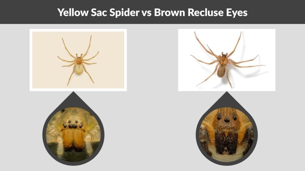Yellow Sac Spider vs Brown Recluse Eyes
