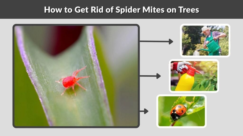 How to Get Rid of Spider Mites on Trees