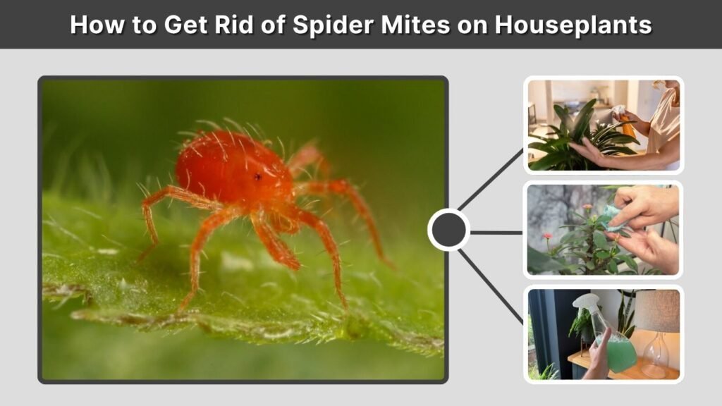 How to Get Rid of Spider Mites on Houseplants