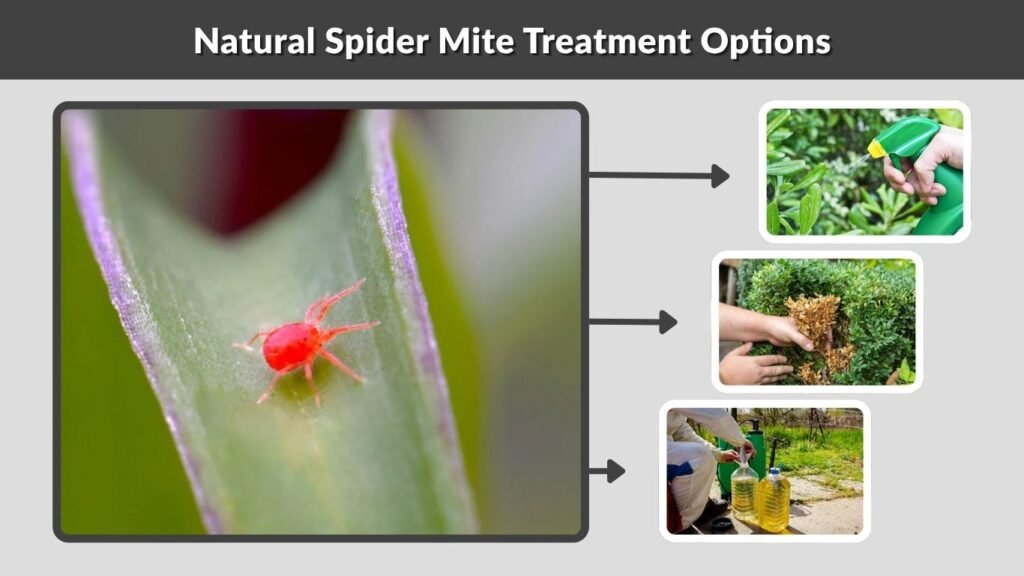 Natural Spider Mite Treatment Options