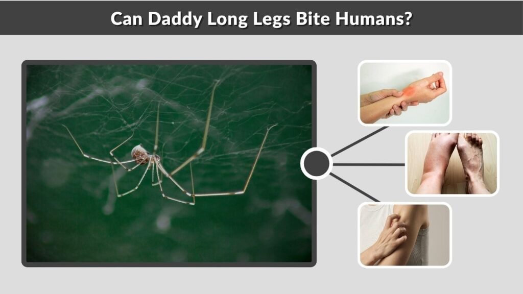 Can Daddy Long Legs Bite Humans?