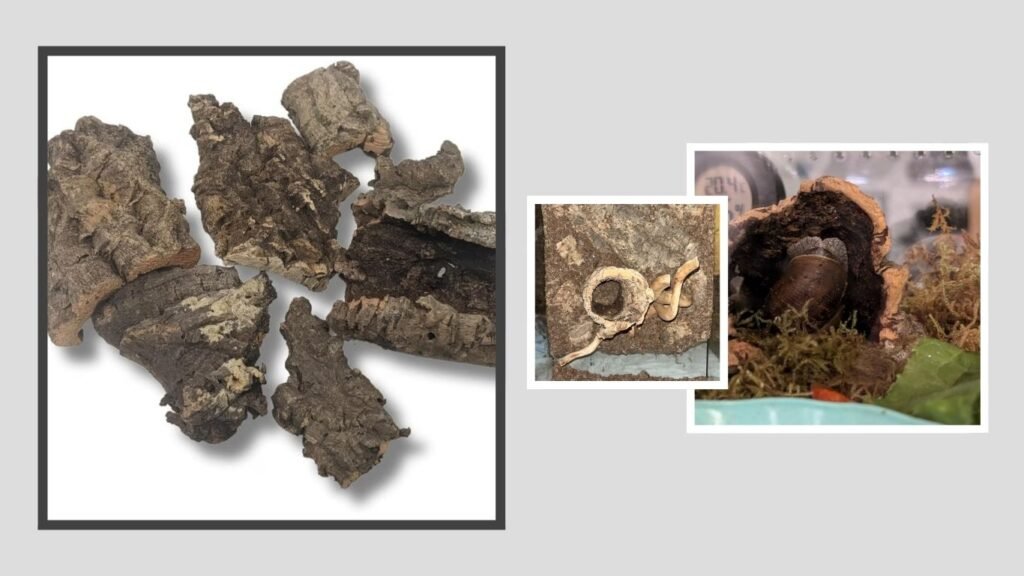 Botanicals Cork Bark Bits – Best for Bioactive Terrariums