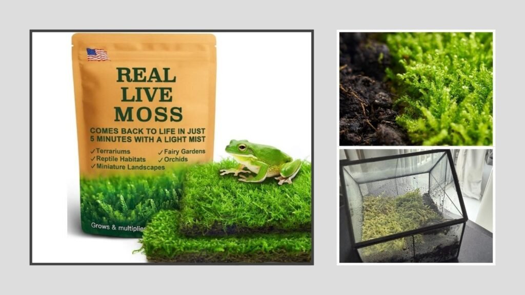 Live Moss Duo Pack for Terrariums