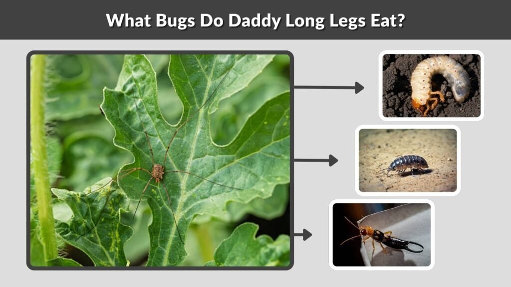 What Bugs Do Daddy Long Legs Eat?
