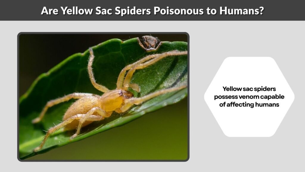 Are Yellow Sac Spiders Poisonous to Humans?