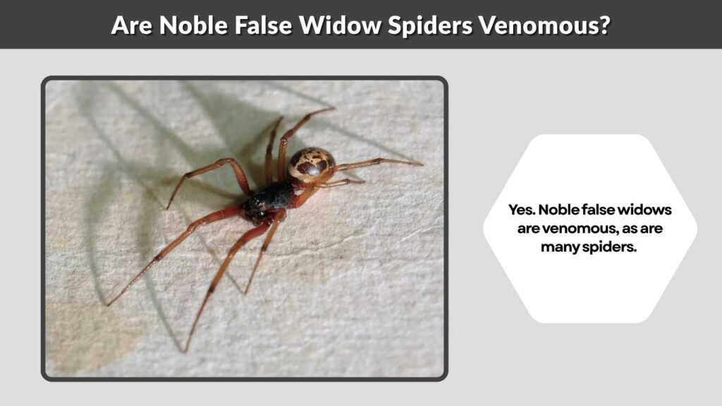 Are Noble False Widow Spiders Venomous?