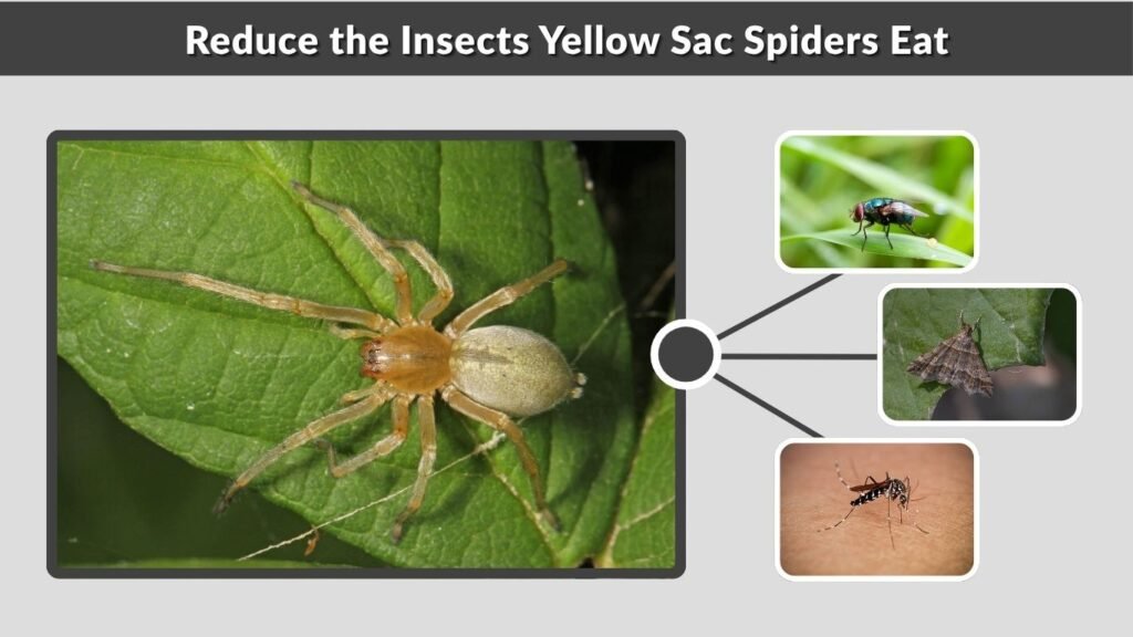 Reduce the Insects Yellow Sac Spiders Eat