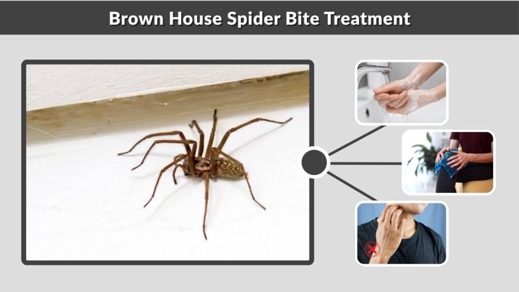 Brown House Spider Bite Treatment