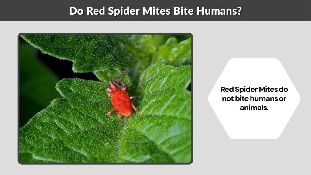 Do Red Spider Mites Bite Humans?