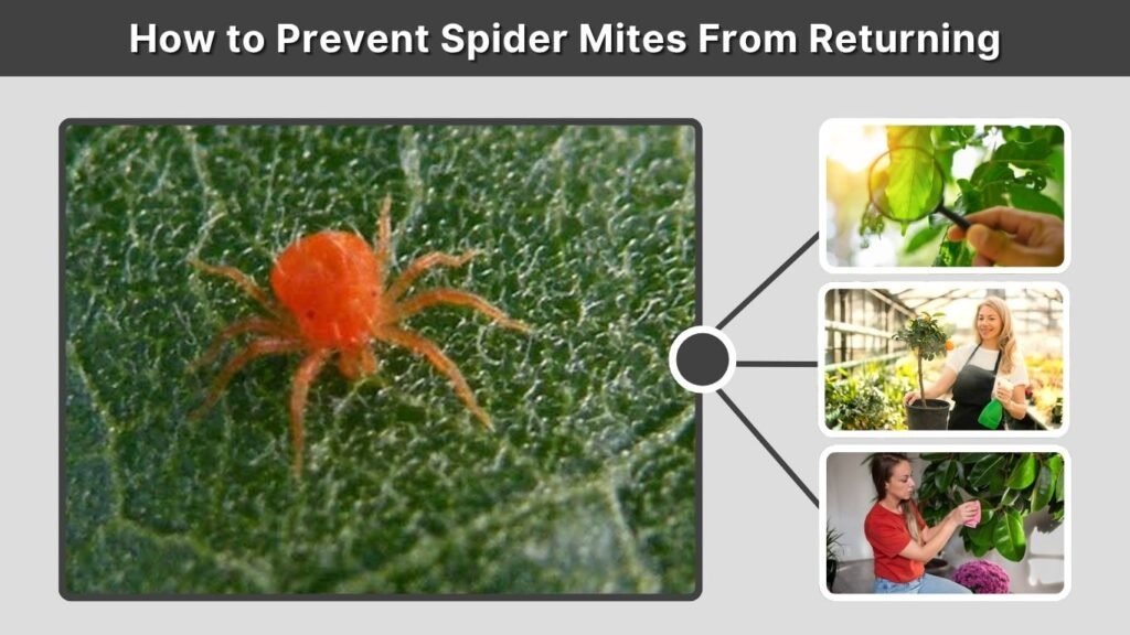 How to Prevent Spider Mites From Returning