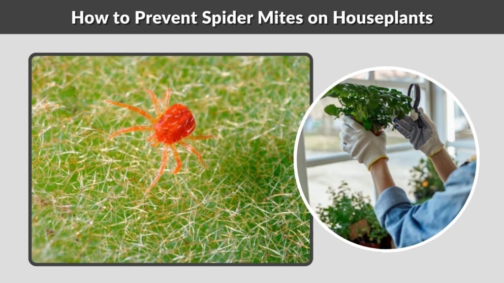 How to Prevent Spider Mites on Houseplants
