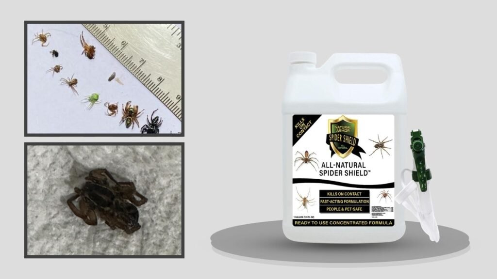 Spider Killer & Repellent Spray