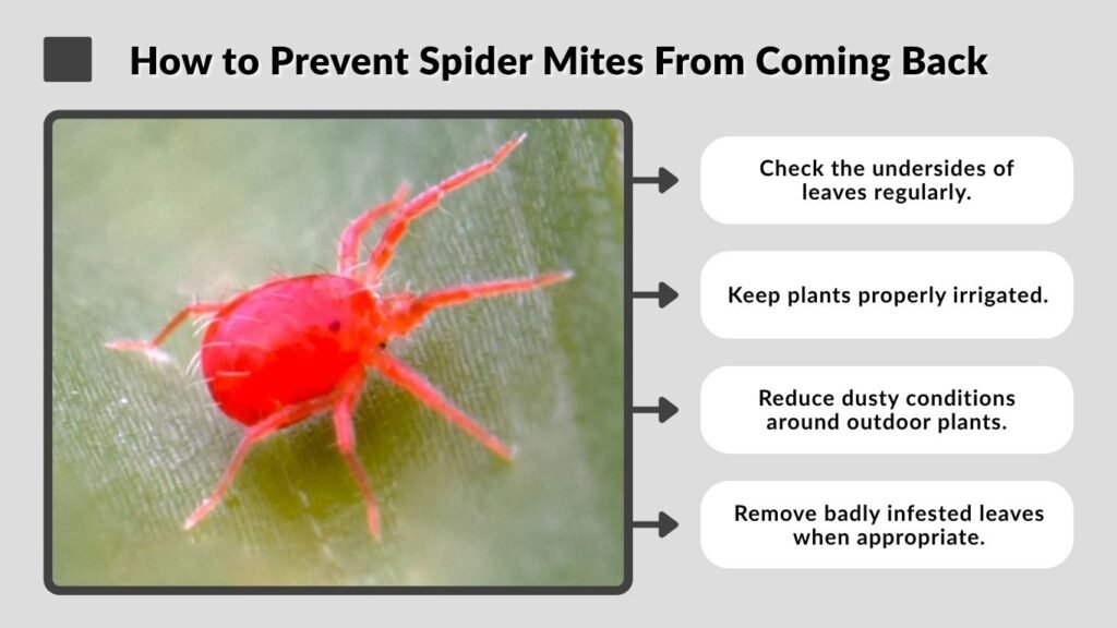How to Prevent Spider Mites From Coming Back