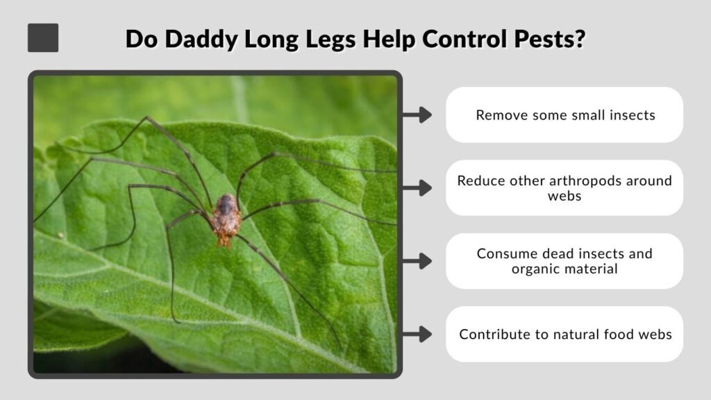 Do Daddy Long Legs Help Control Pests?