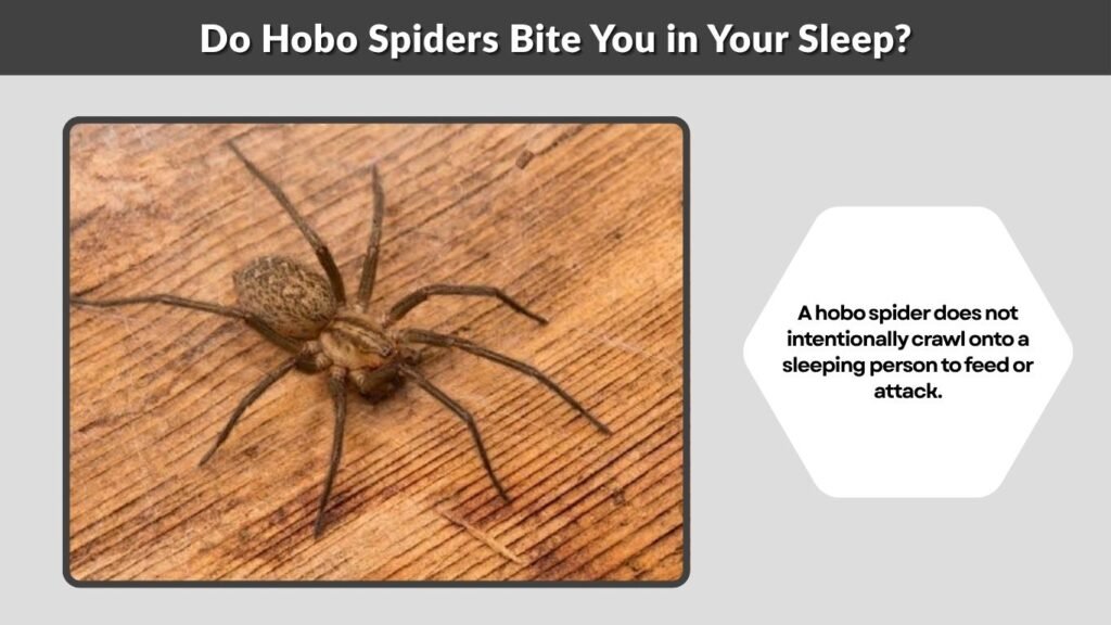 Do Hobo Spiders Bite You in Your Sleep?