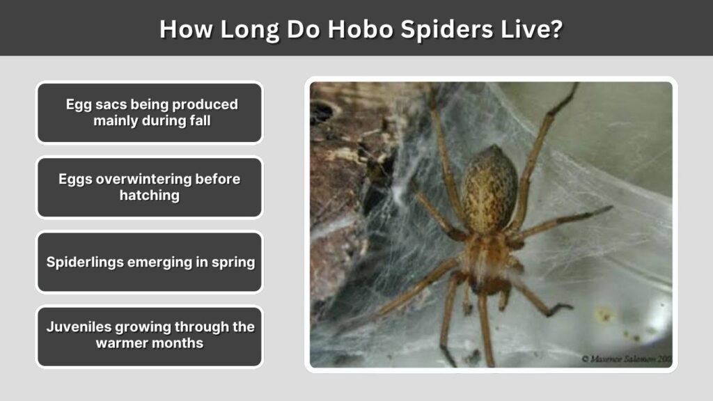 How Long Do Hobo Spiders Live?