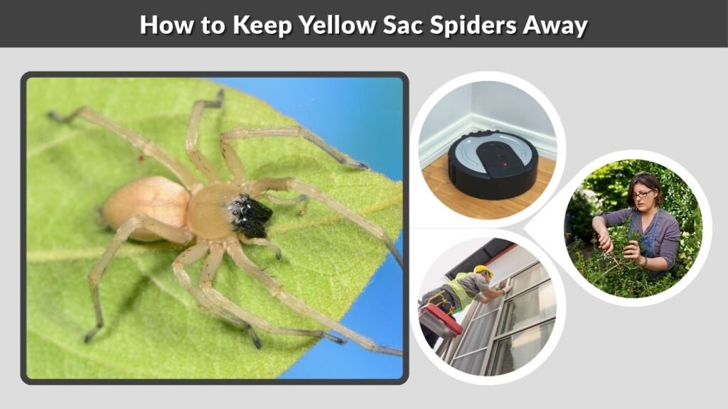 How to Keep Yellow Sac Spiders Away