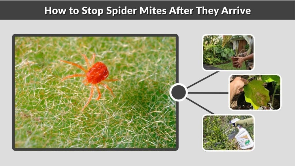 How to Stop Spider Mites After They Arrive