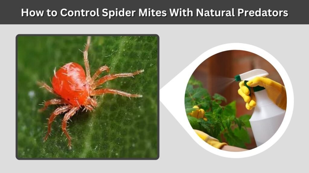 How to Control Spider Mites With Natural Predators